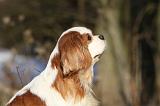 CAVALIER KING CHARLES 345